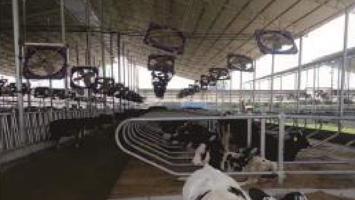 Freestall barn with galvanised headrail locking stanchions and overhead circulation fans