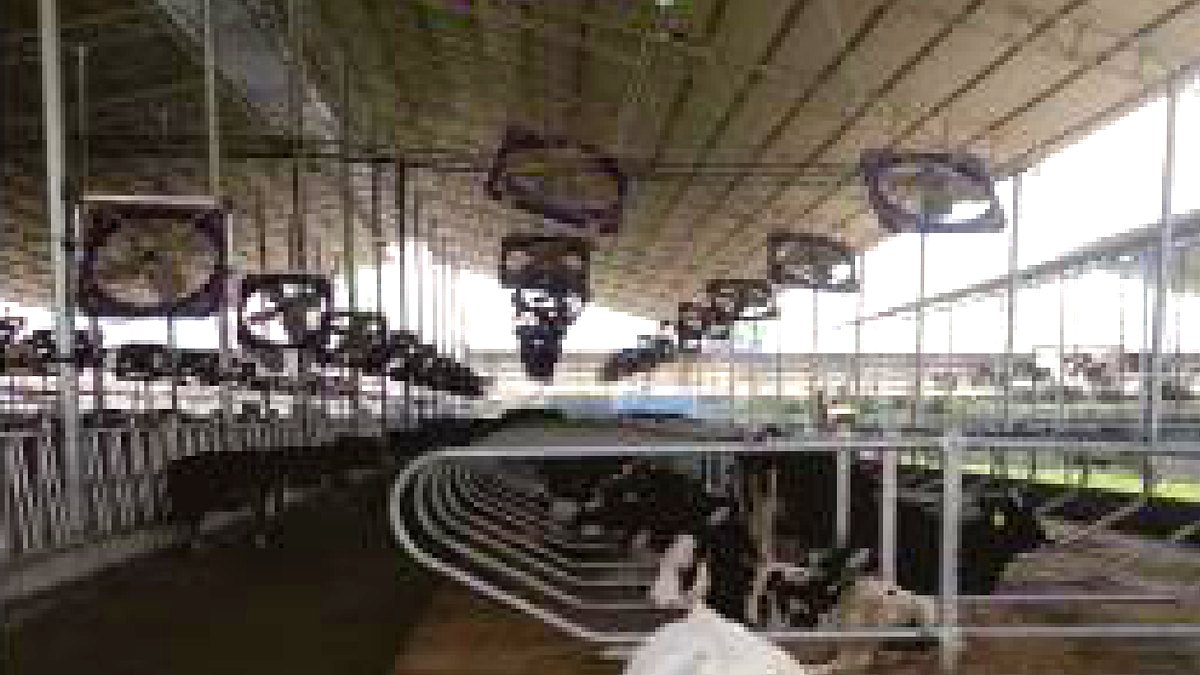 Open-sided dairy barn in the tropics with a row of circulation fans above cubicles and standing cows